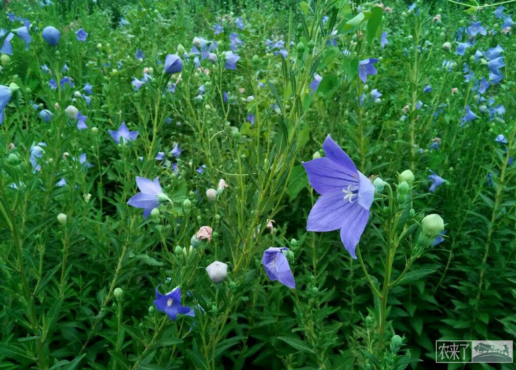 桔梗(明叶菜,四叶菜)